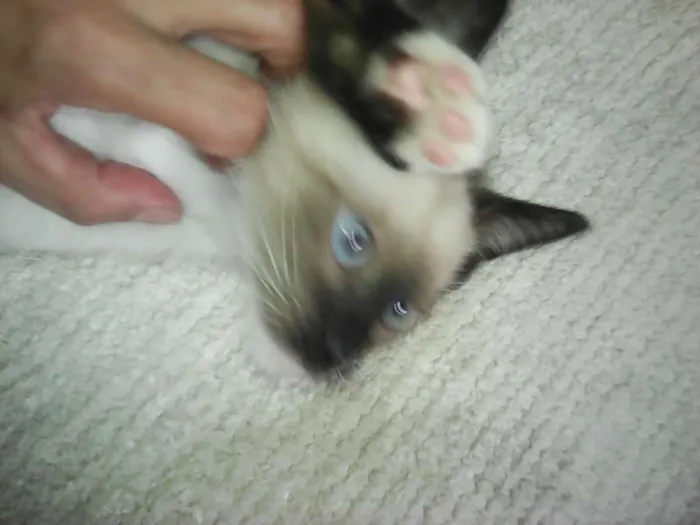 Gato ra a srd idade Abaixo de 2 meses nome Gatinhos