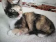 Gatinhos