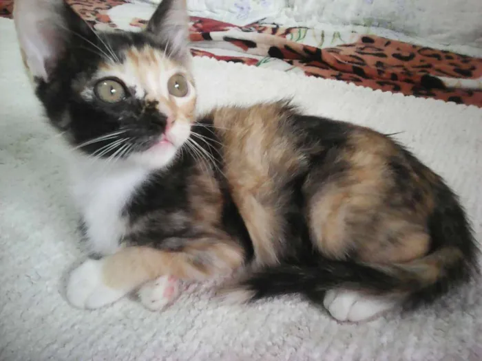 Gato ra a srd idade Abaixo de 2 meses nome Gatinhos