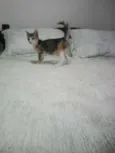 Gatinhos