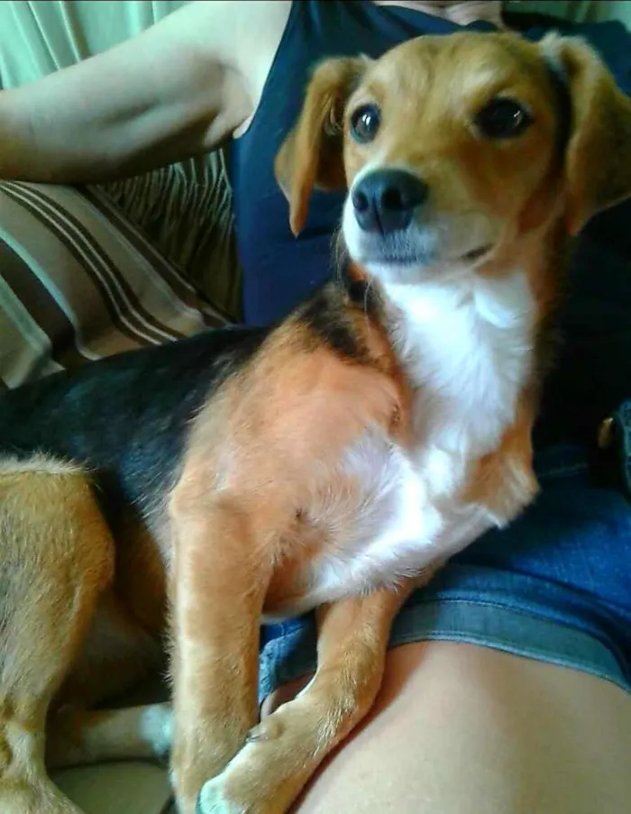 Cachorro raça SRD idade 1 ano nome Nina