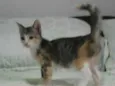Gatinhos