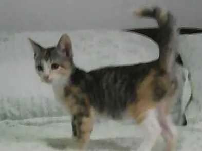 Gato ra a srd idade Abaixo de 2 meses nome Gatinhos