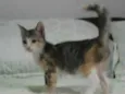 Gatinhos