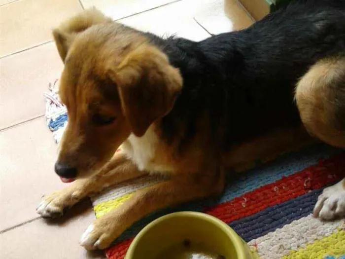 Cachorro raça SRD idade 1 ano nome Nina
