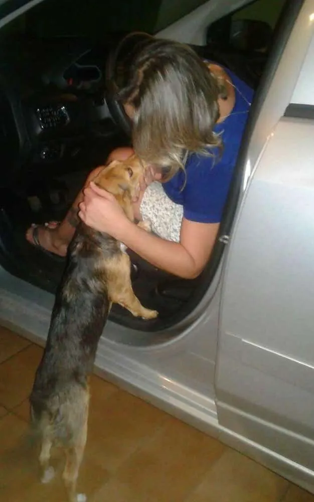 Cachorro raça SRD idade 1 ano nome Nina