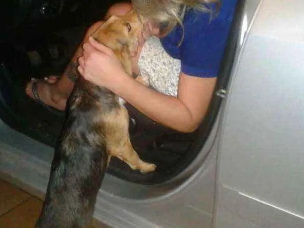 Cachorro raça SRD idade 1 ano nome Nina