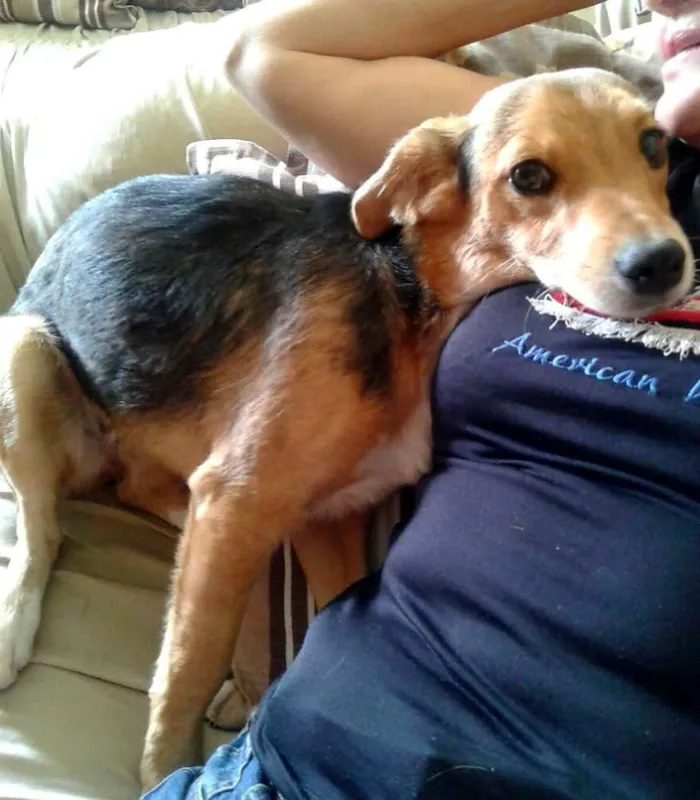 Cachorro raça SRD idade 1 ano nome Nina