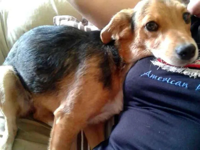 Cachorro raça SRD idade 1 ano nome Nina