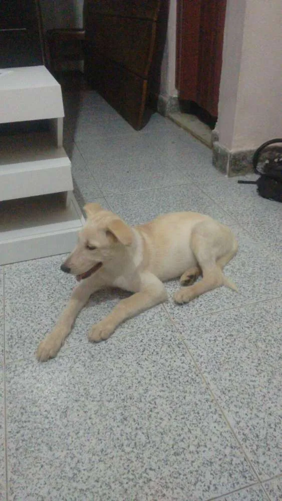Cachorro raça Pastor canadense idade 2 a 6 meses nome Linda