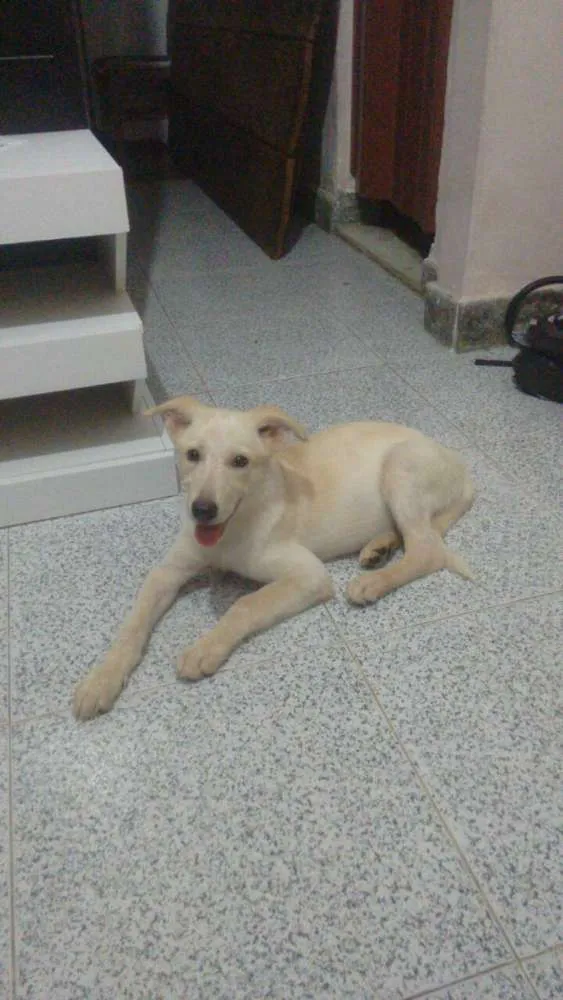 Cachorro raça Pastor canadense idade 2 a 6 meses nome Linda