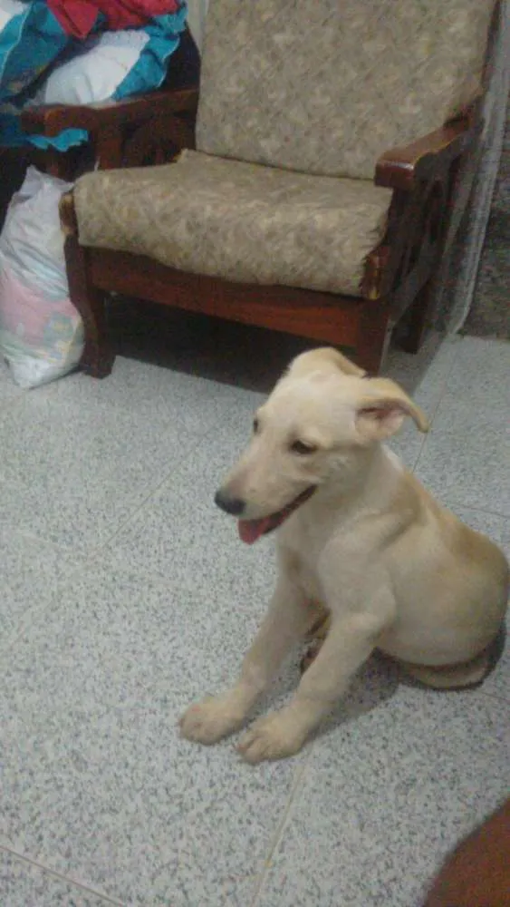 Cachorro raça Pastor canadense idade 2 a 6 meses nome Linda