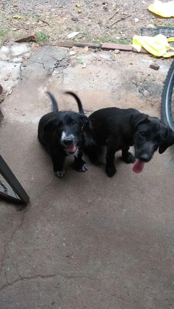 Cachorro ra a SRD idade 2 a 6 meses nome Perninha, sapequinha