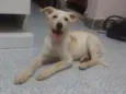 Linda