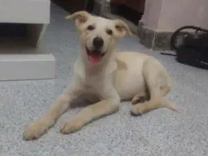 Cachorro raça Pastor canadense idade 2 a 6 meses nome Linda