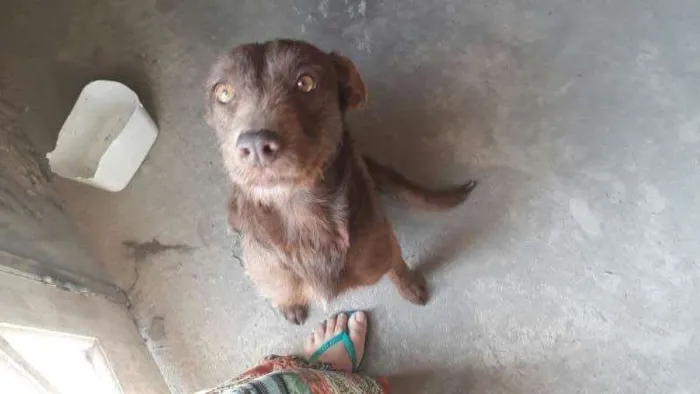 Cachorro ra a SRD idade  nome lUMA