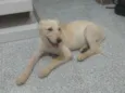 Linda