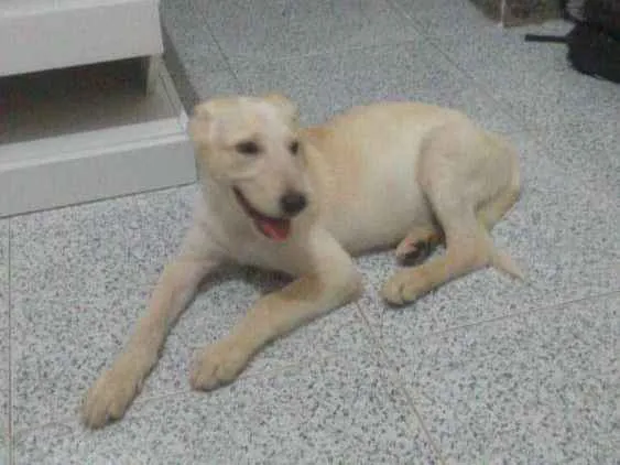 Cachorro raça Pastor canadense idade 2 a 6 meses nome Linda