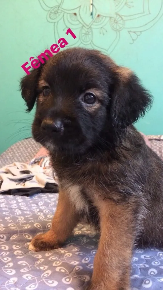 Cachorro ra a SRD idade Abaixo de 2 meses nome Sem nome definido 