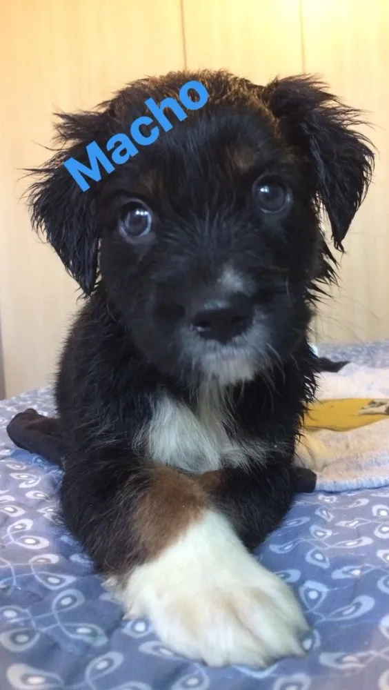 Cachorro ra a SRD idade Abaixo de 2 meses nome Sem nome definido 