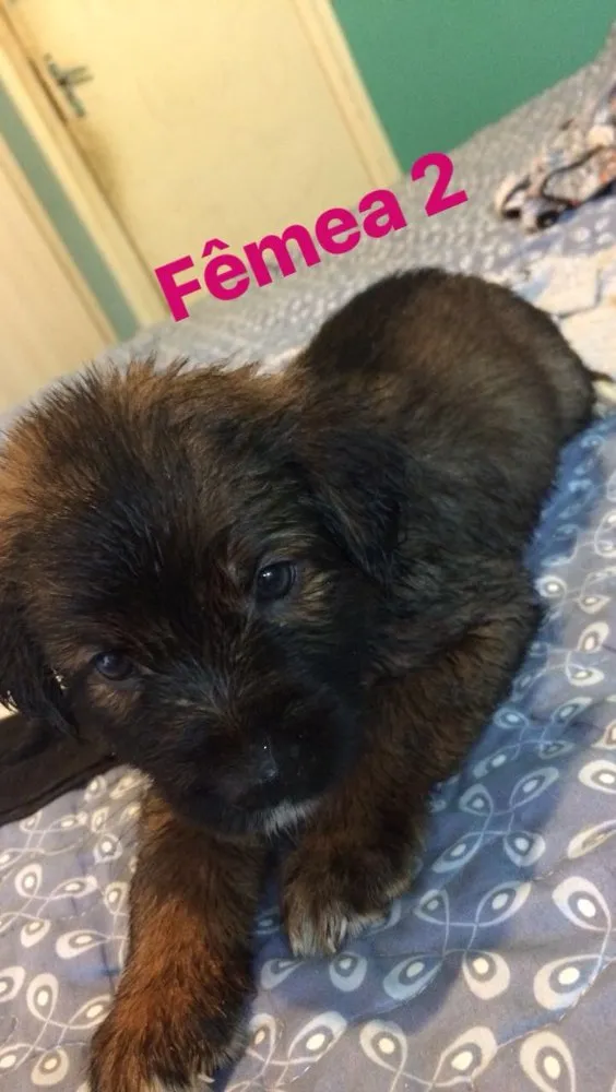 Cachorro ra a SRD idade Abaixo de 2 meses nome Sem nome definido 