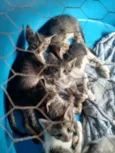 Varios Gatinhos
