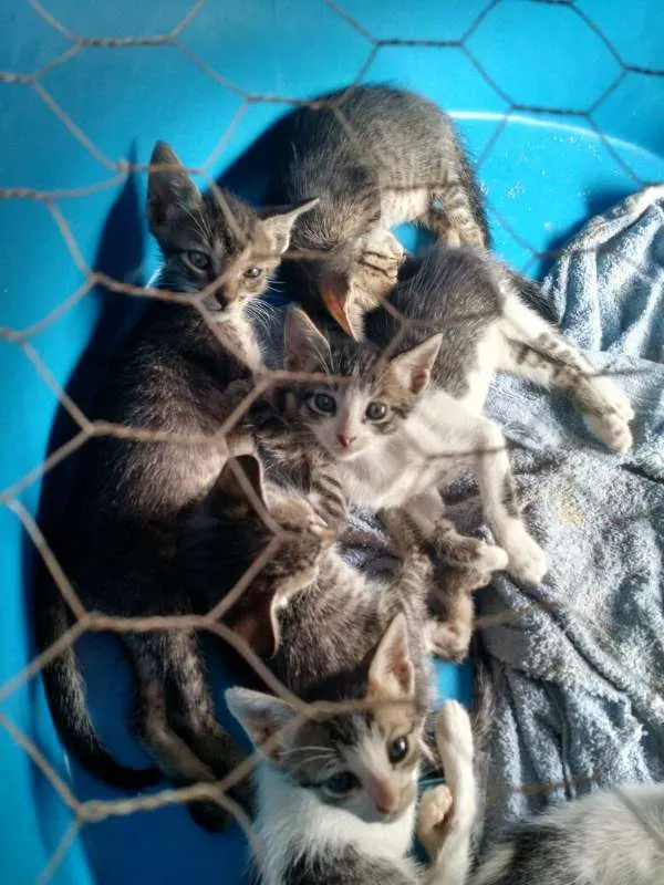 Gato raça  idade Abaixo de 2 meses nome Varios Gatinhos