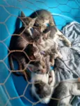 Varios Gatinhos