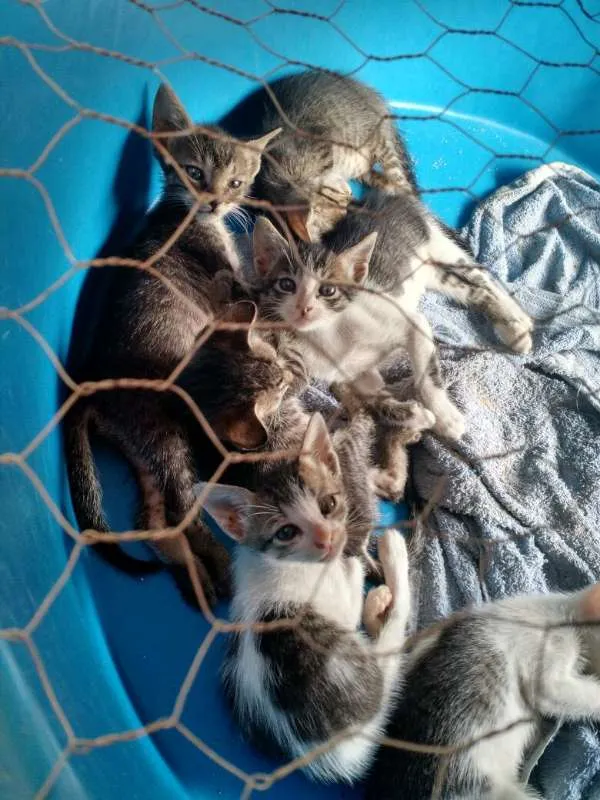 Gato raça  idade Abaixo de 2 meses nome Varios Gatinhos