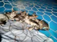 Varios Gatinhos