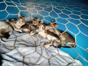 Gato raça  idade Abaixo de 2 meses nome Varios Gatinhos