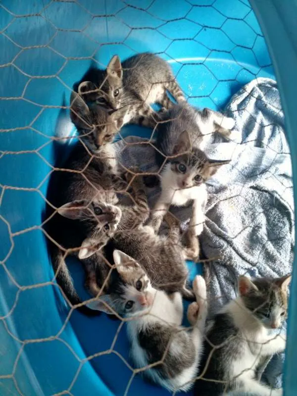 Gato raça  idade Abaixo de 2 meses nome Varios Gatinhos