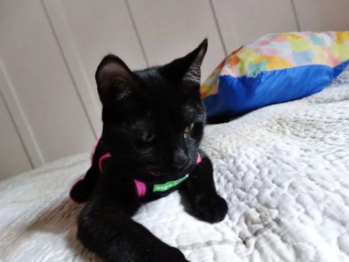 Gato ra a srd idade 2 a 6 meses nome Mulher gato