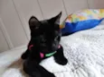 Mulher gato