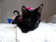 Mulher gato