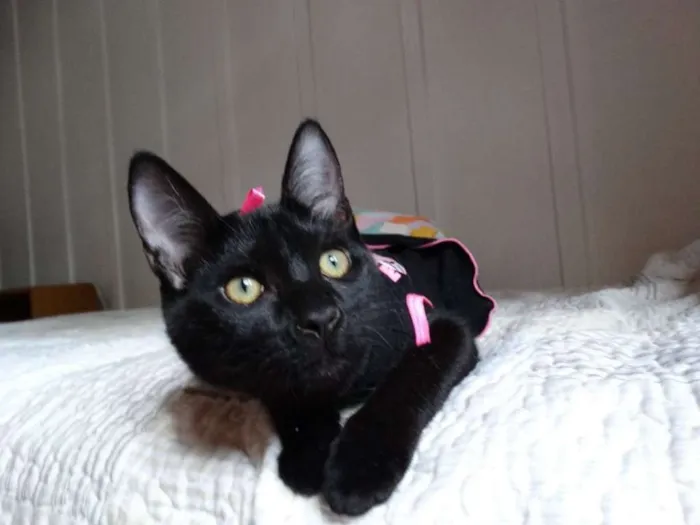 Gato ra a srd idade 2 a 6 meses nome Mulher gato