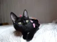 Mulher gato