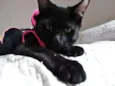 Mulher gato