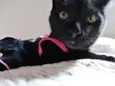 Mulher gato
