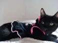 Mulher gato