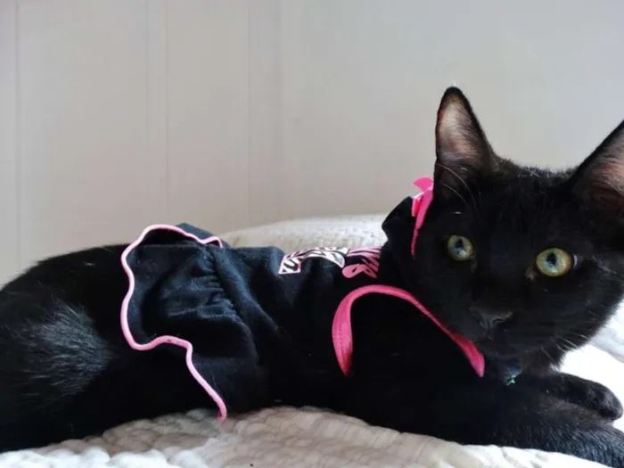 Gato ra a srd idade 2 a 6 meses nome Mulher gato