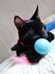 Mulher gato