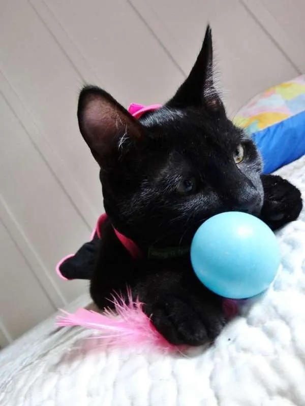 Gato ra a srd idade 2 a 6 meses nome Mulher gato