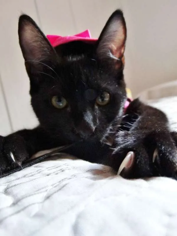 Gato ra a srd idade 2 a 6 meses nome Mulher gato