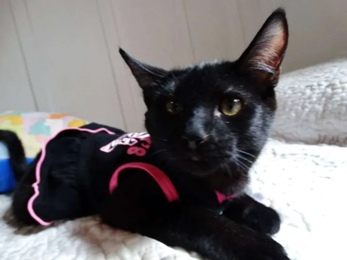 Gato ra a srd idade 2 a 6 meses nome Mulher gato