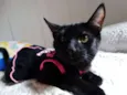 Mulher gato