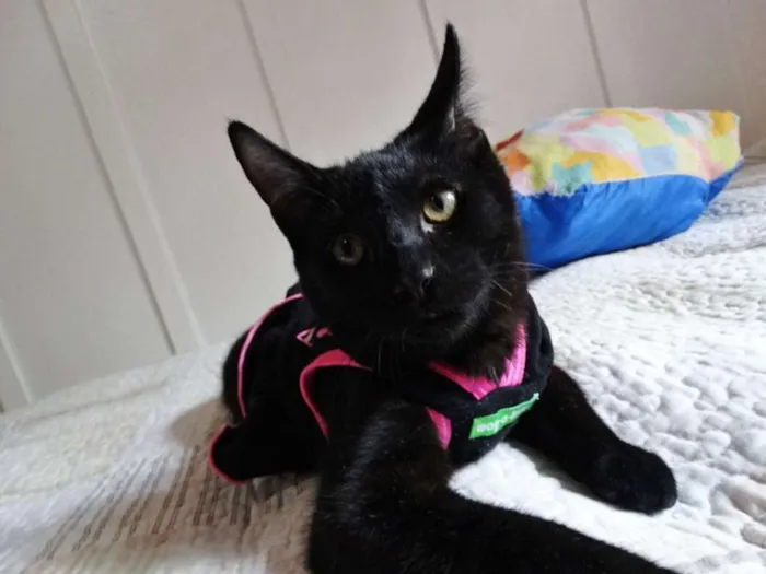 Gato ra a srd idade 2 a 6 meses nome Mulher gato
