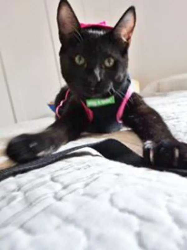 Gato ra a srd idade 2 a 6 meses nome Mulher gato