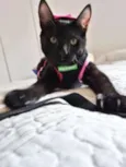 Mulher gato