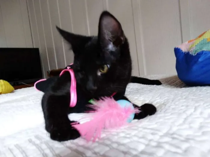 Gato ra a srd idade 2 a 6 meses nome Mulher gato